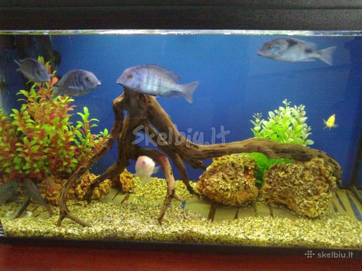 Jūriniai ir gėlavandeniai akvariumai Klaipėdoje - nuotraukos Nr. 10