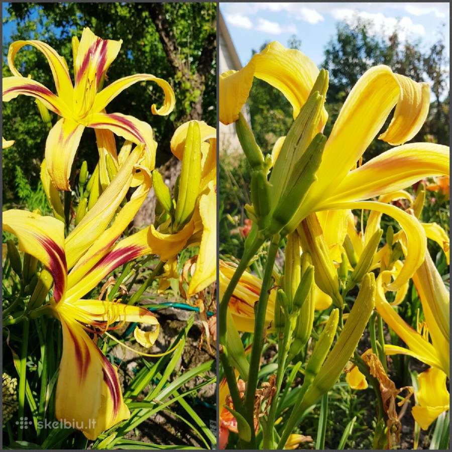 Daugiametės gėlės - Iris, Viendienės - nuotraukos Nr. 2