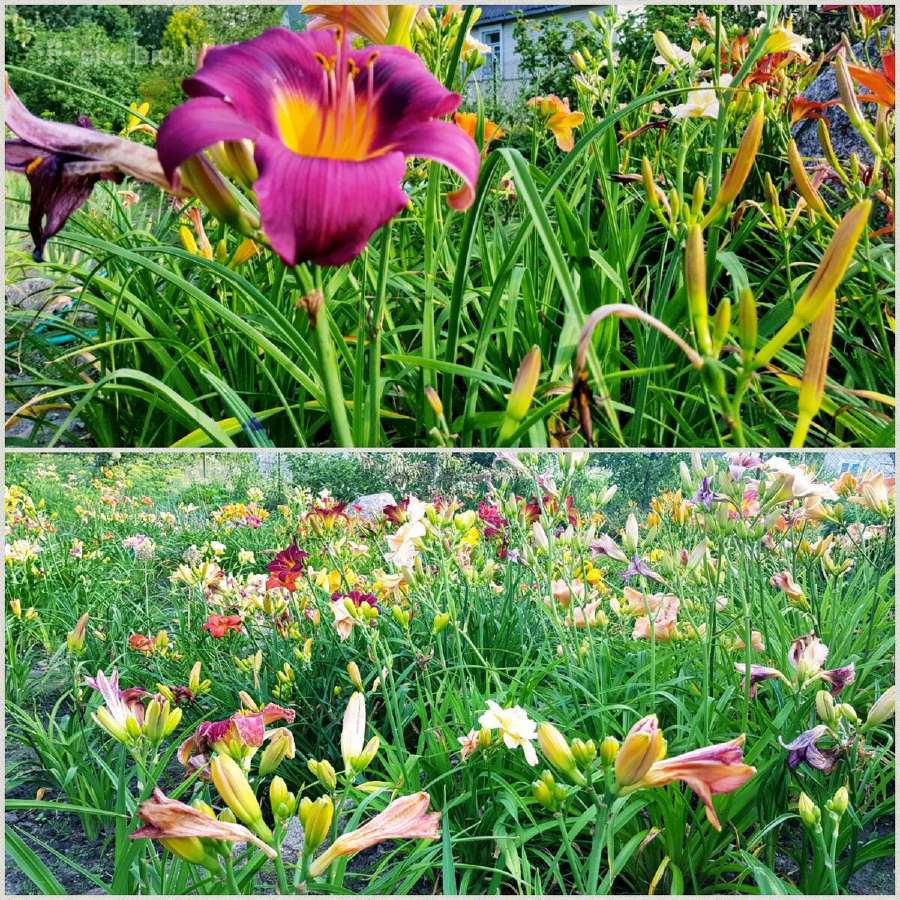 Daugiametės gėlės - Iris, Viendienės - nuotraukos Nr. 3