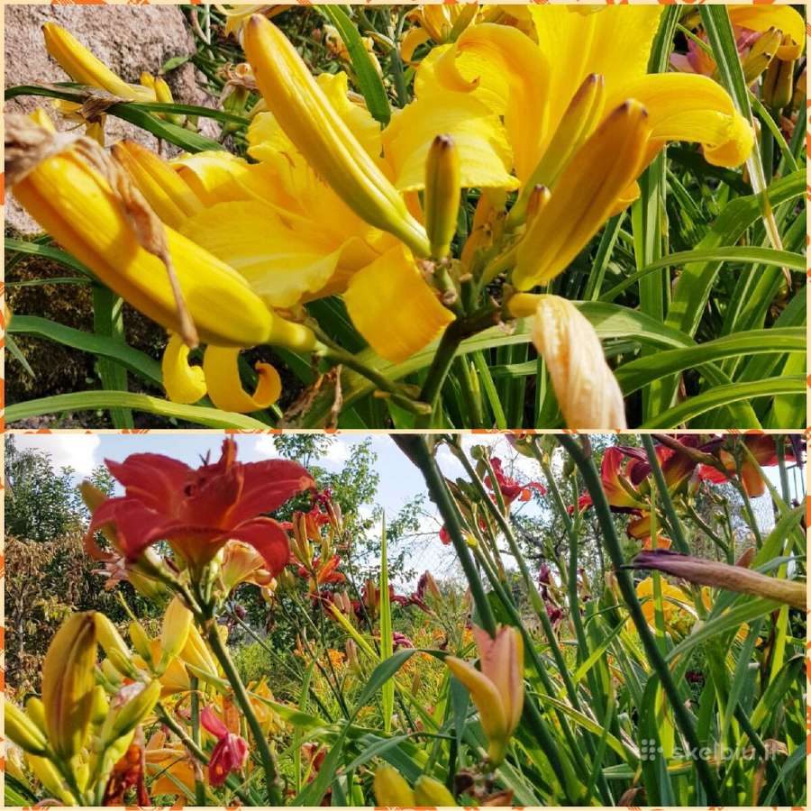Daugiametės gėlės - Iris, Viendienės - nuotraukos Nr. 4