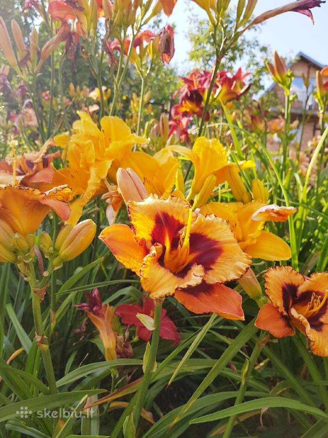 Daugiametės gėlės - Iris, Viendienės - nuotraukos Nr. 5