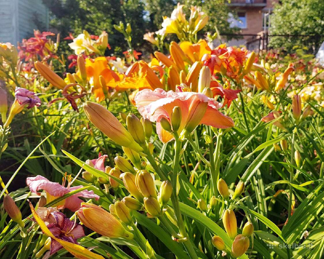Daugiametės gėlės - Iris, Viendienės - nuotraukos Nr. 6