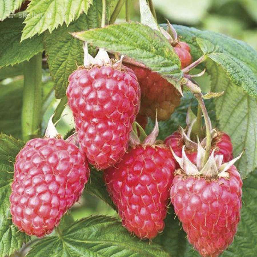 Avietės Šilauogės Gervuogės Daigai Sodinukai - nuotraukos Nr. 11