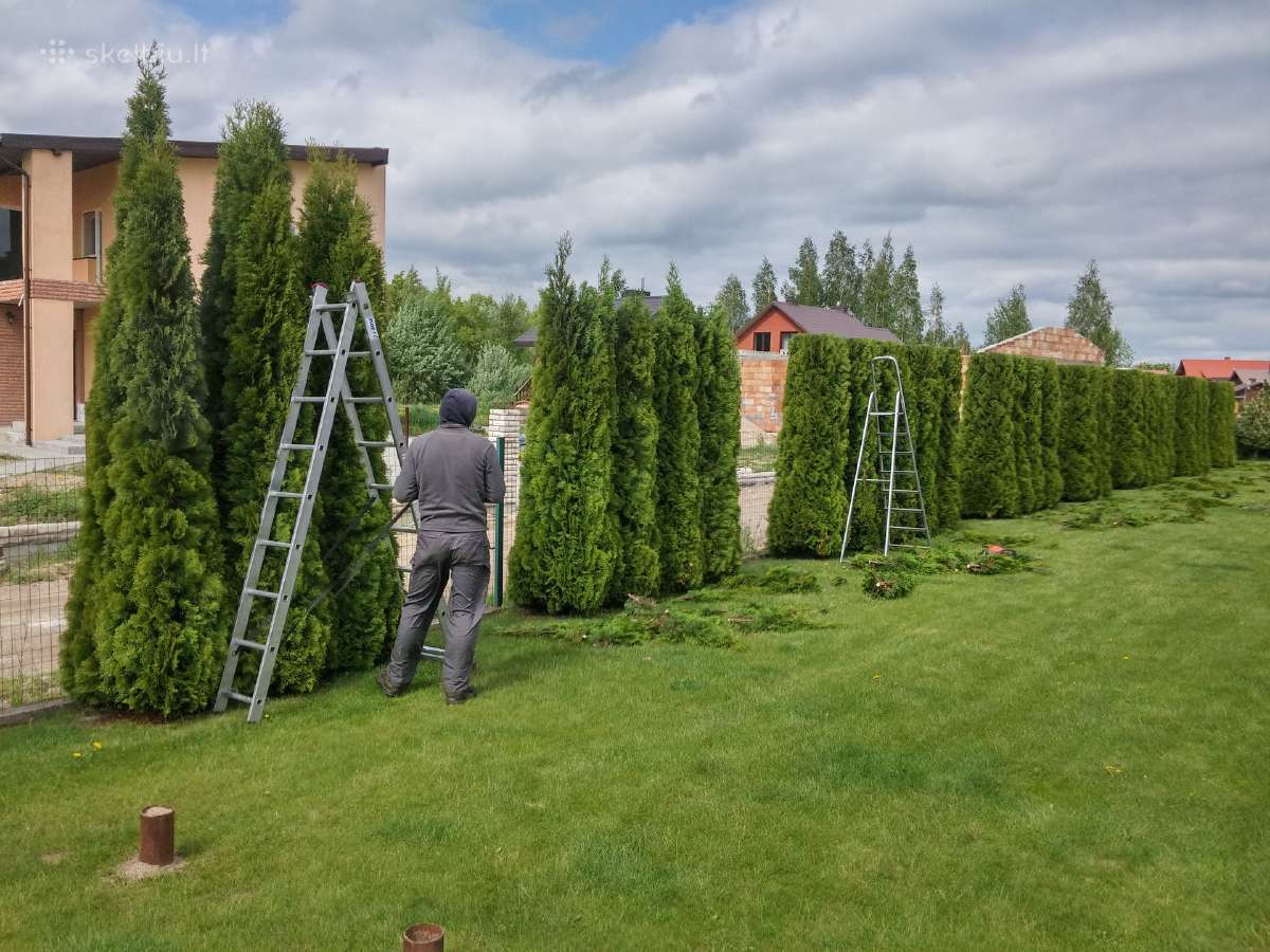 Gyvatvorių karpymas ir koregavimas - nuotraukos Nr. 4
