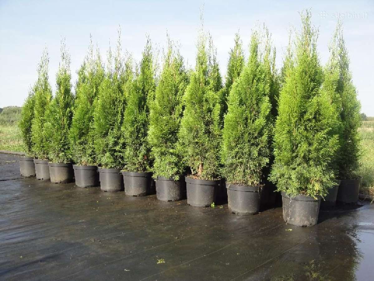 Premium Tujos ir Skroblai, Nemokamas pristatymas - nuotraukos Nr. 4
