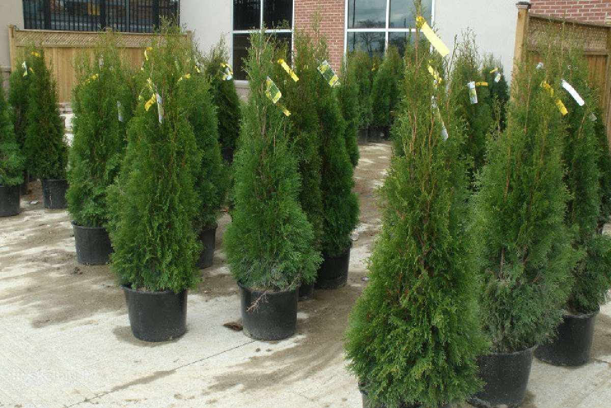 Premium Tujos ir Skroblai, Nemokamas pristatymas - nuotraukos Nr. 10