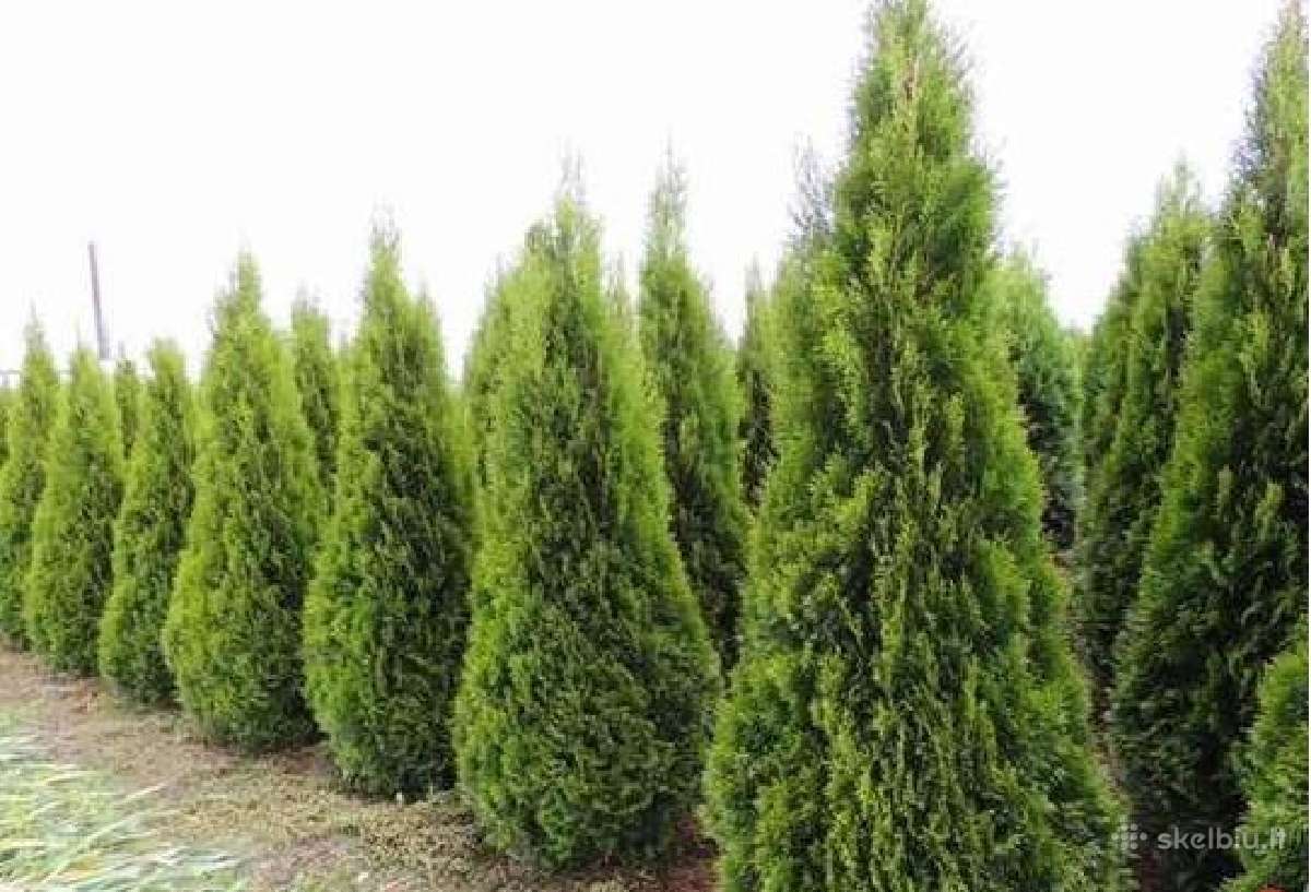 Premium Tujos ir Skroblai, Nemokamas pristatymas - nuotraukos Nr. 11