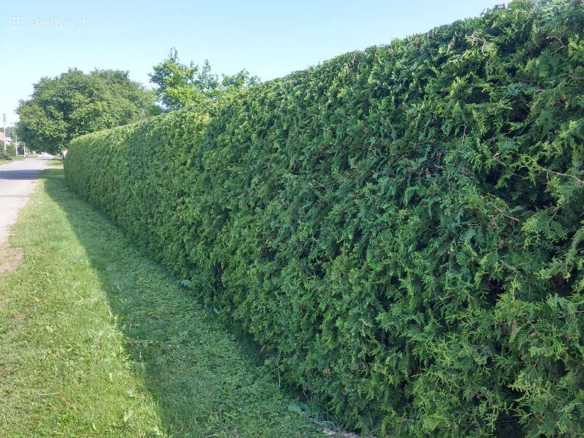 Gyvatvorių karpymas ir koregavimas - nuotraukos Nr. 11