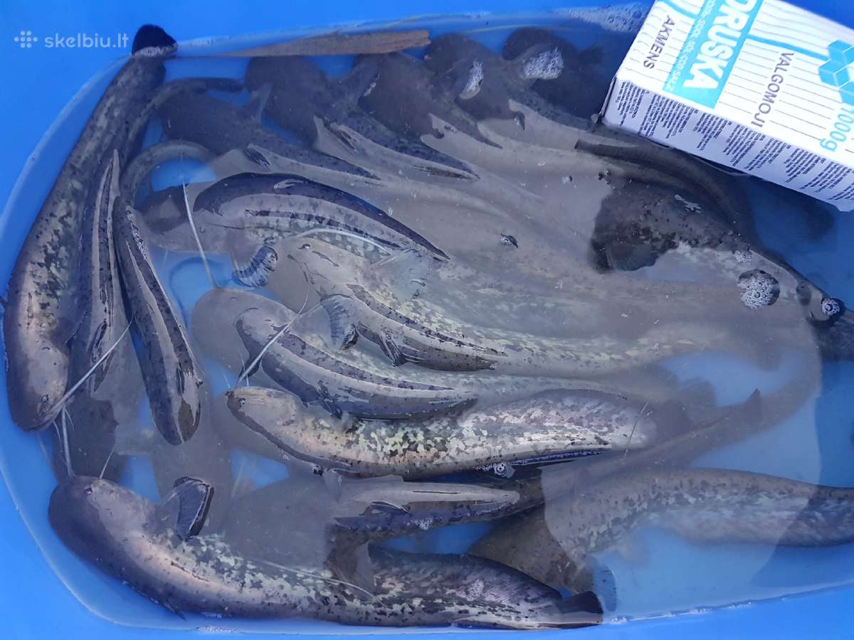Koi karpiai, mailius. Domeikava. - nuotraukos Nr. 10