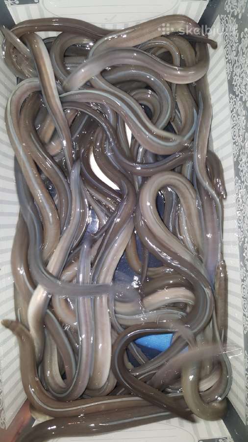 Ungurys, Mailius izuvinimui, zuvys izuvinimui