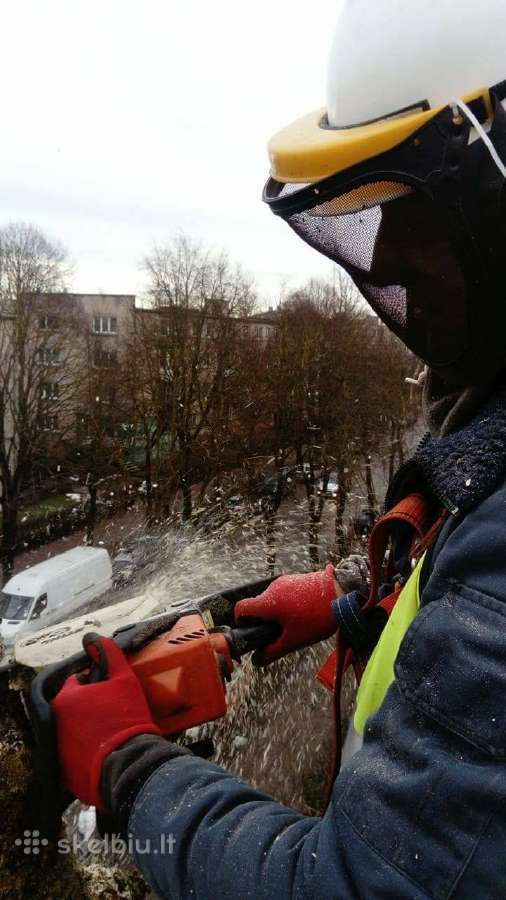 Vaismedziu genejimas avariniu medziu pjovimas - nuotraukos Nr. 2