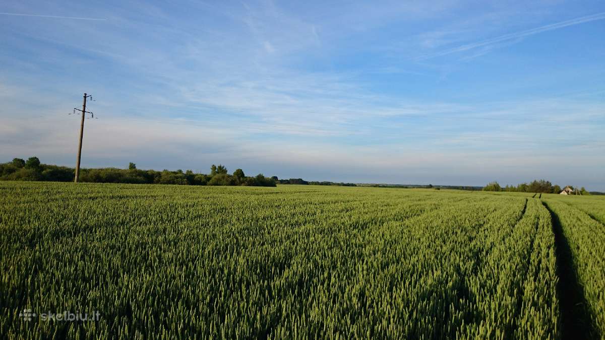 Išsinuomotų/pirktų Ž.ū paskirties žemės. - nuotraukos Nr. 4