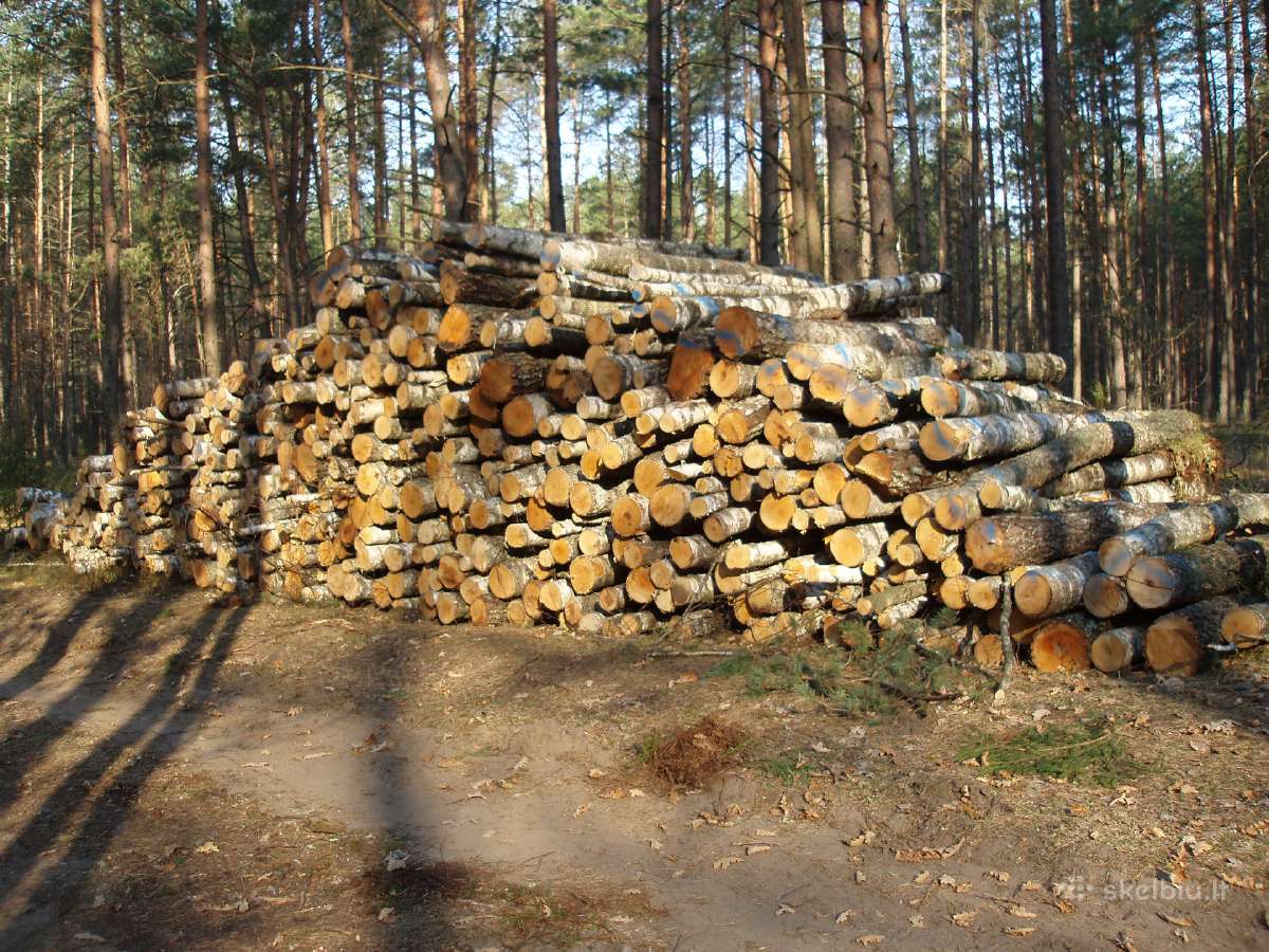 Beržo malkos rąstais su pristatymu – tik 50eur/m3 - nuotraukos Nr. 5