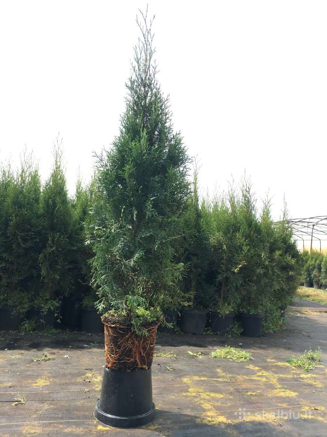 Parduodamos Tujos Smaragd 60 cm. 250 cm.