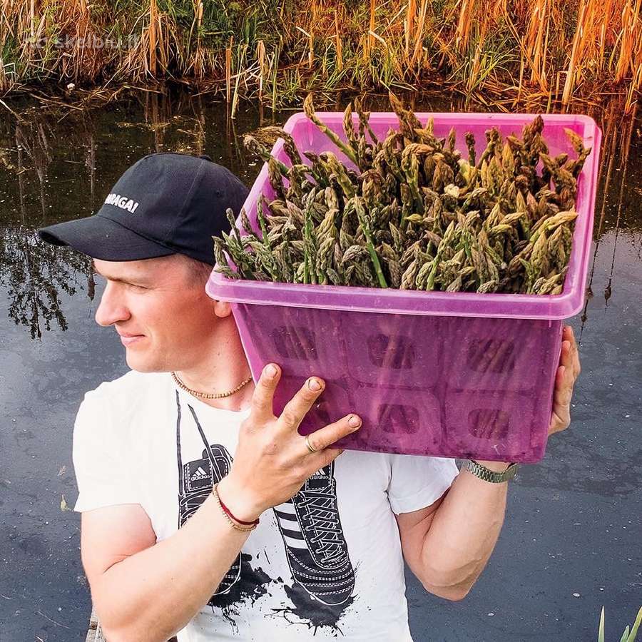 Smidrų (šparagų) daigai – patikrinti, sertifikuoti - nuotraukos Nr. 8