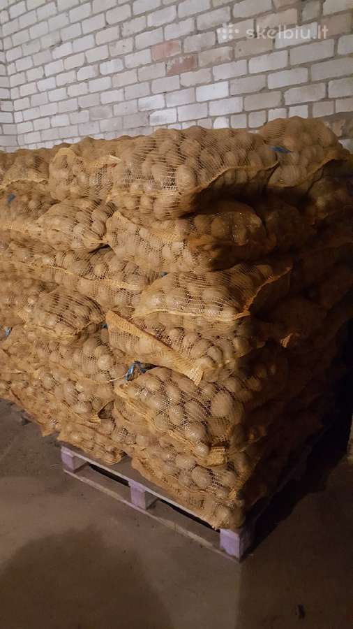 Bulvės maistinės pašarinės - nuotraukos Nr. 10