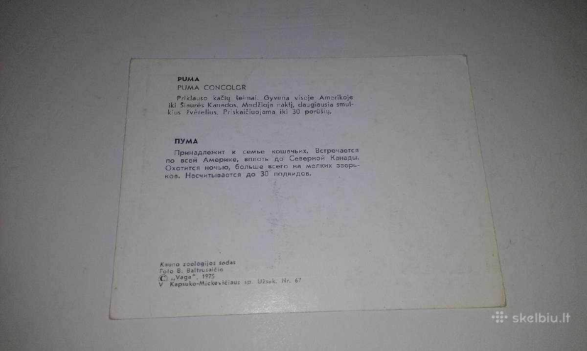 Puma iš Kauno zoologijos sodo 1975m"vaga"atvirutė - nuotraukos Nr. 2