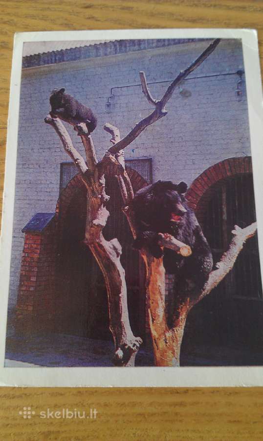 Himalajų Meška iš Kauno zoologijos sodo 1975 Vaga