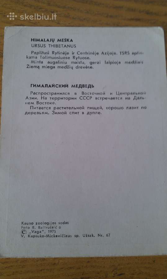 Himalajų Meška iš Kauno zoologijos sodo 1975 Vaga - nuotraukos Nr. 2