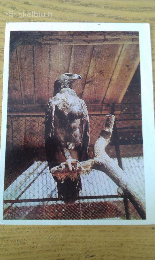 Stepinis Erelis iš Kauno zoologijos sodo 1975 Vaga