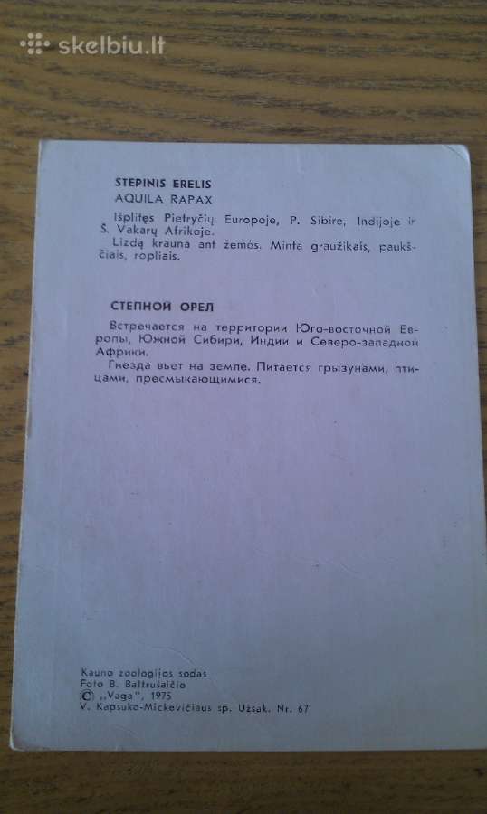 Stepinis Erelis iš Kauno zoologijos sodo 1975 Vaga - nuotraukos Nr. 2