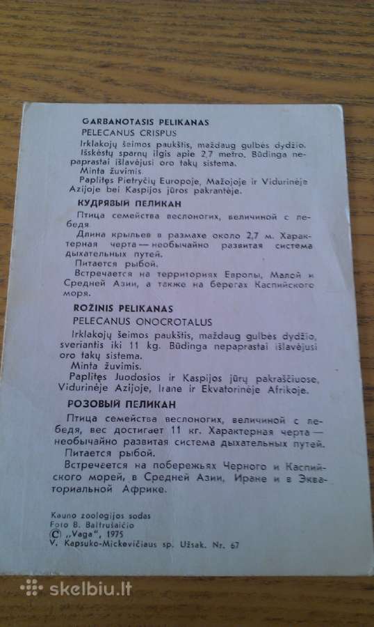 Garbanotasis ir Rožinis pelikanai iš Kauno zoologi - nuotraukos Nr. 2