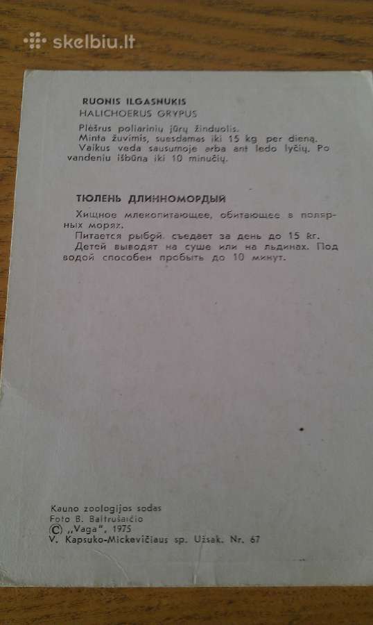 Ruonis Ilgasnukis iš Kauno zoologijos sodo 1975 Va - nuotraukos Nr. 2