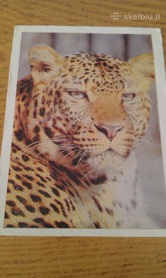 Leopardas iš Kauno zoologijos sodo 1975 Vagaatviru