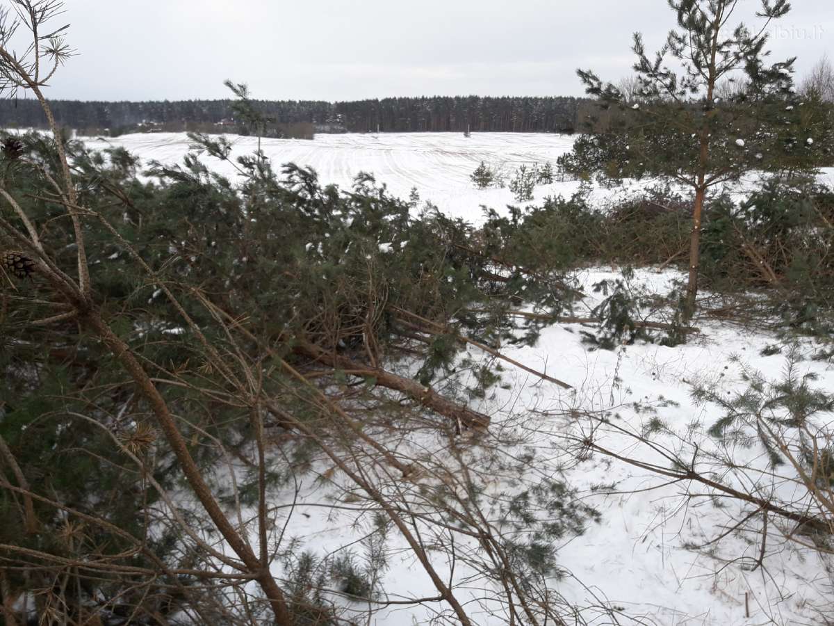 Apleistų sklypų tvarkymas.sodo sklypų valymas - nuotraukos Nr. 3