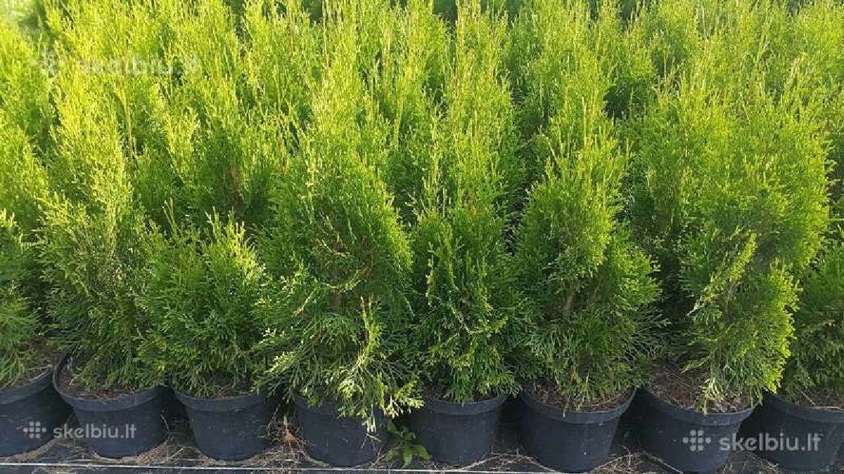 Tujos smaragd geriausia kaina! kalnines puseles - nuotraukos Nr. 10