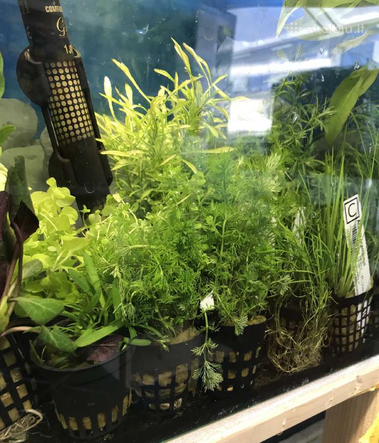 Akvariumai, maistas, iranga - nuotraukos Nr. 4