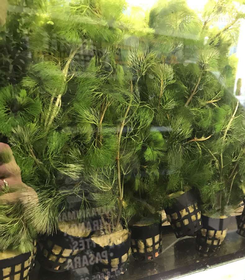 Akvariumai, maistas, iranga - nuotraukos Nr. 8