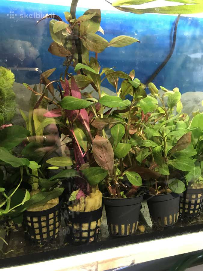Akvariumai, maistas, iranga - nuotraukos Nr. 6