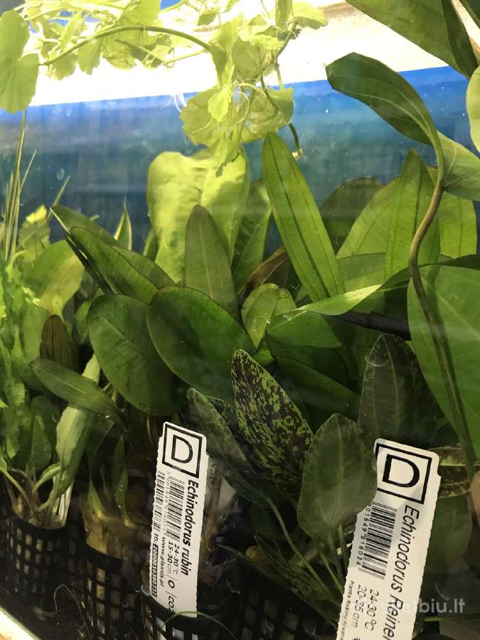 Akvariumai, maistas, iranga - nuotraukos Nr. 7