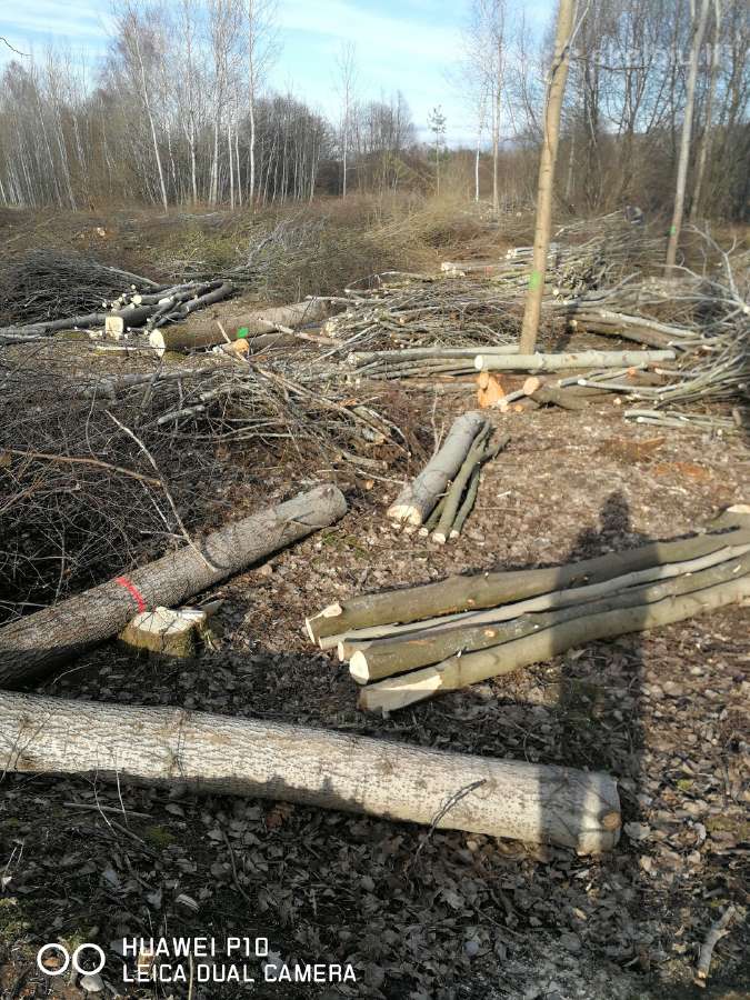 Medžių pjovimas,genėjimas,apleistų sklypų, šakų - nuotraukos Nr. 11