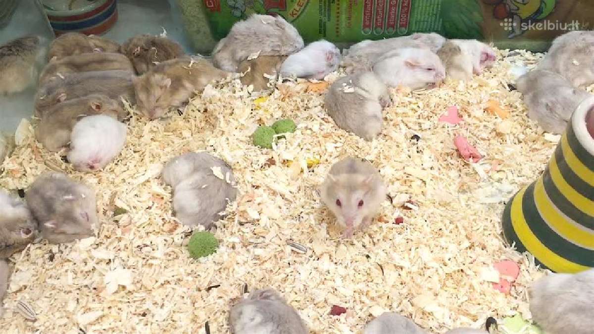 Pjuvenos pakratams. Kraikas. "Animal bedding" - nuotraukos Nr. 3