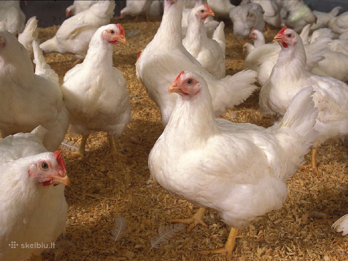 Pjuvenos pakratams. Kraikas. "Animal bedding" - nuotraukos Nr. 4