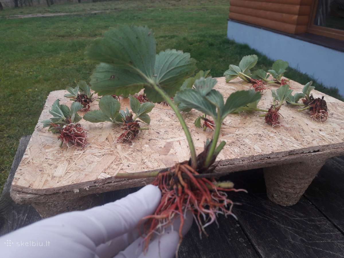 Fitosanitariškai patikrinti braškių daigai - nuotraukos Nr. 12
