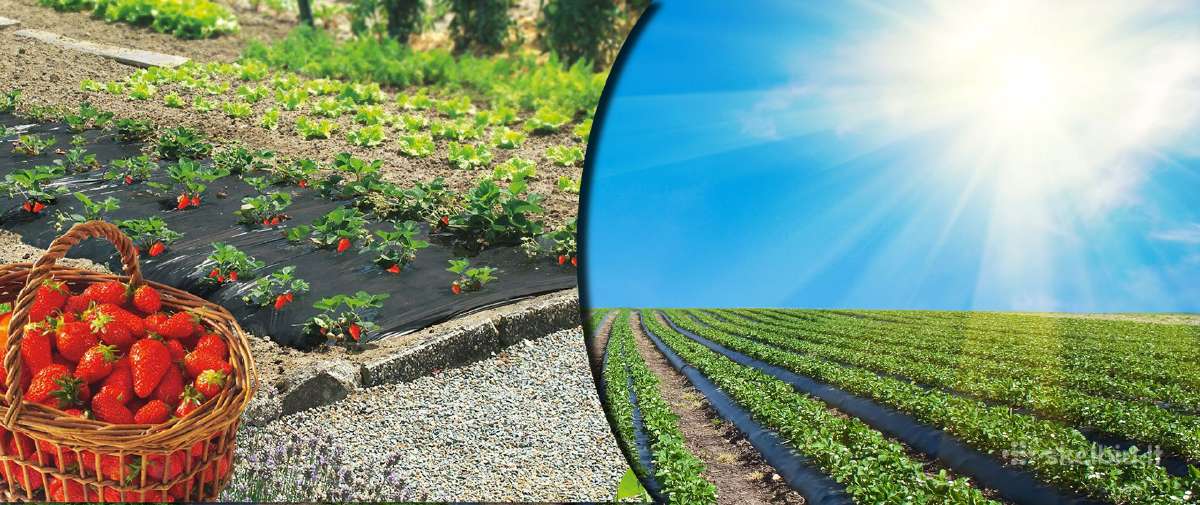 Agrotekstilė,juoda, žalia 0,4 iki 4,2 m. + Smaigai