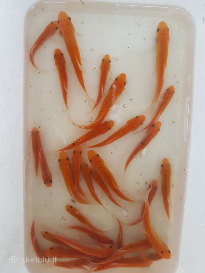 Lynai - Geltonai-oranžiniai. Domeikava. | Skelbiu.lt Lynai - Geltonai-oranžiniai. Domeikava.