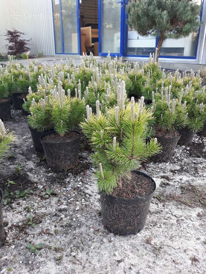 Tujos smaragd geriausia kaina! kalnines puseles - nuotraukos Nr. 15
