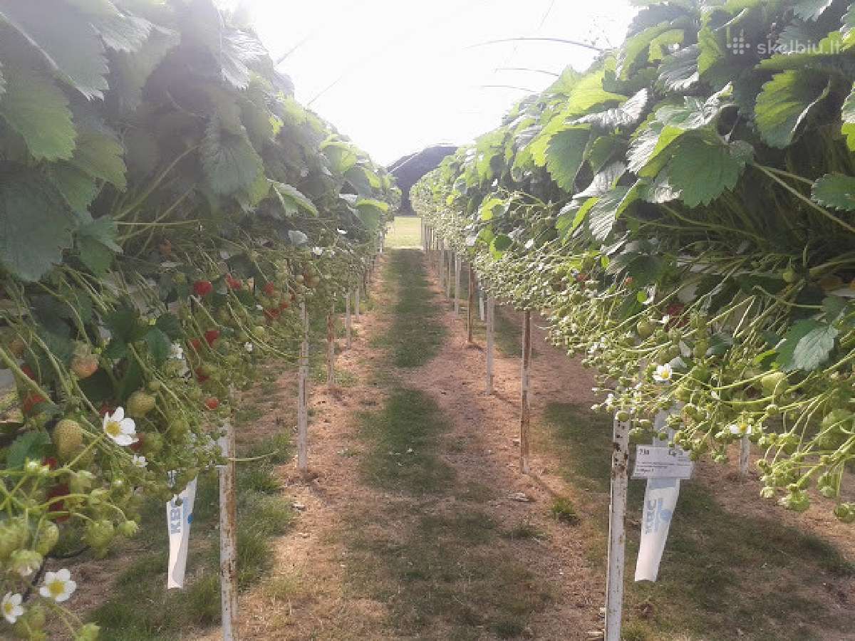 Olandiškos trąšos braškėms Mivena - nuotraukos Nr. 11
