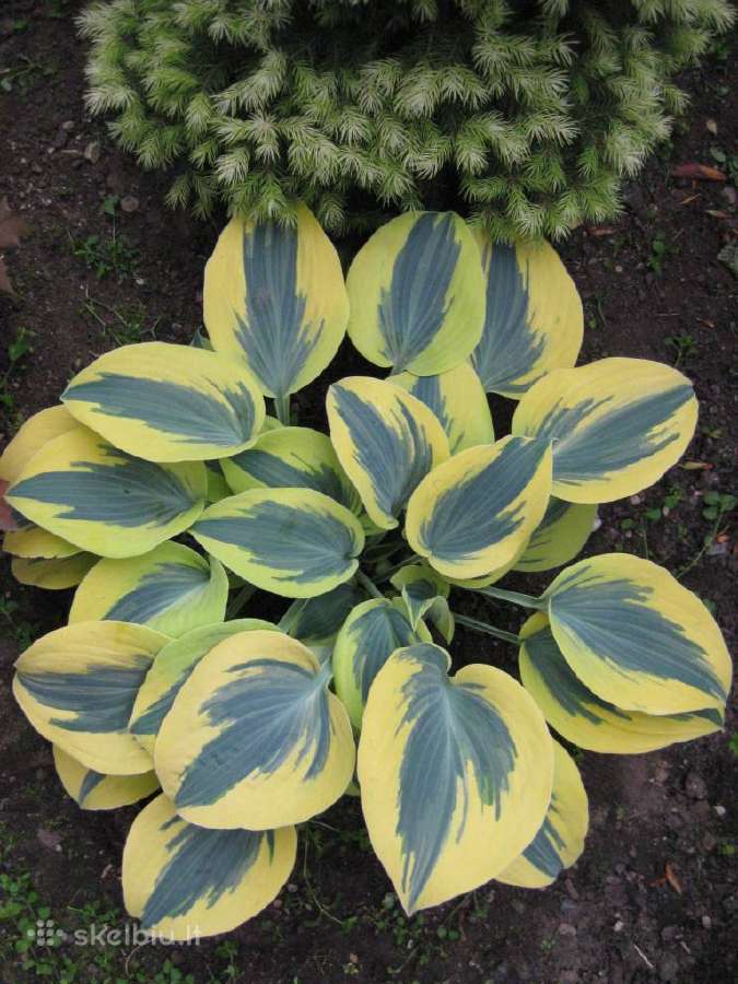 Parduodu melsves (hosta) ir pavėsio augalus - nuotraukos Nr. 9