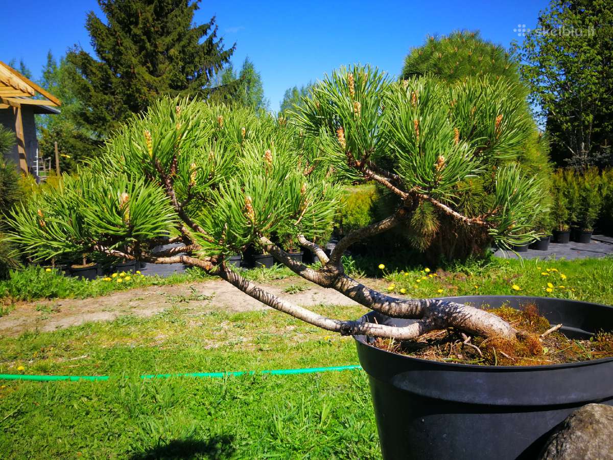 Parduodu tujas, pušis ir kt. augalus - nuotraukos Nr. 7