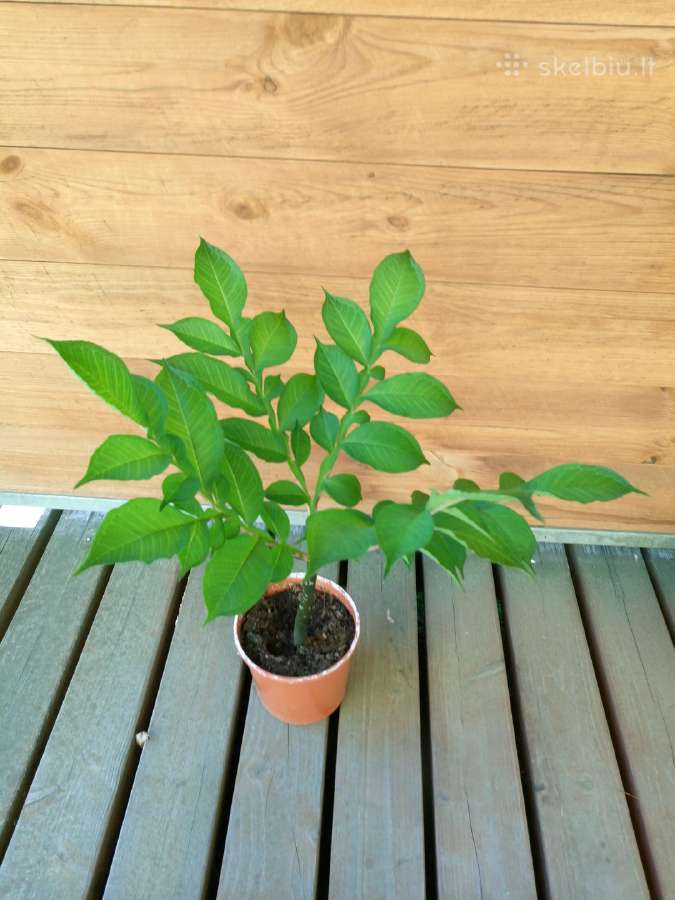 Lavongėlė Amorfofalas Amorphophallus Konjac