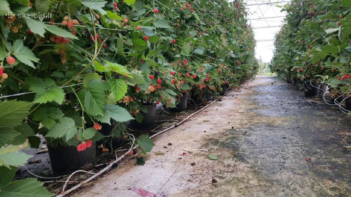 Olandiškos trąšos avietėms Mivena - nuotraukos Nr. 12