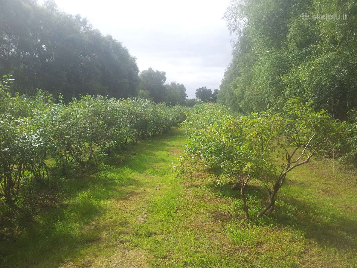 Olandiškos trąšos šilauogėms Mivena - nuotraukos Nr. 13