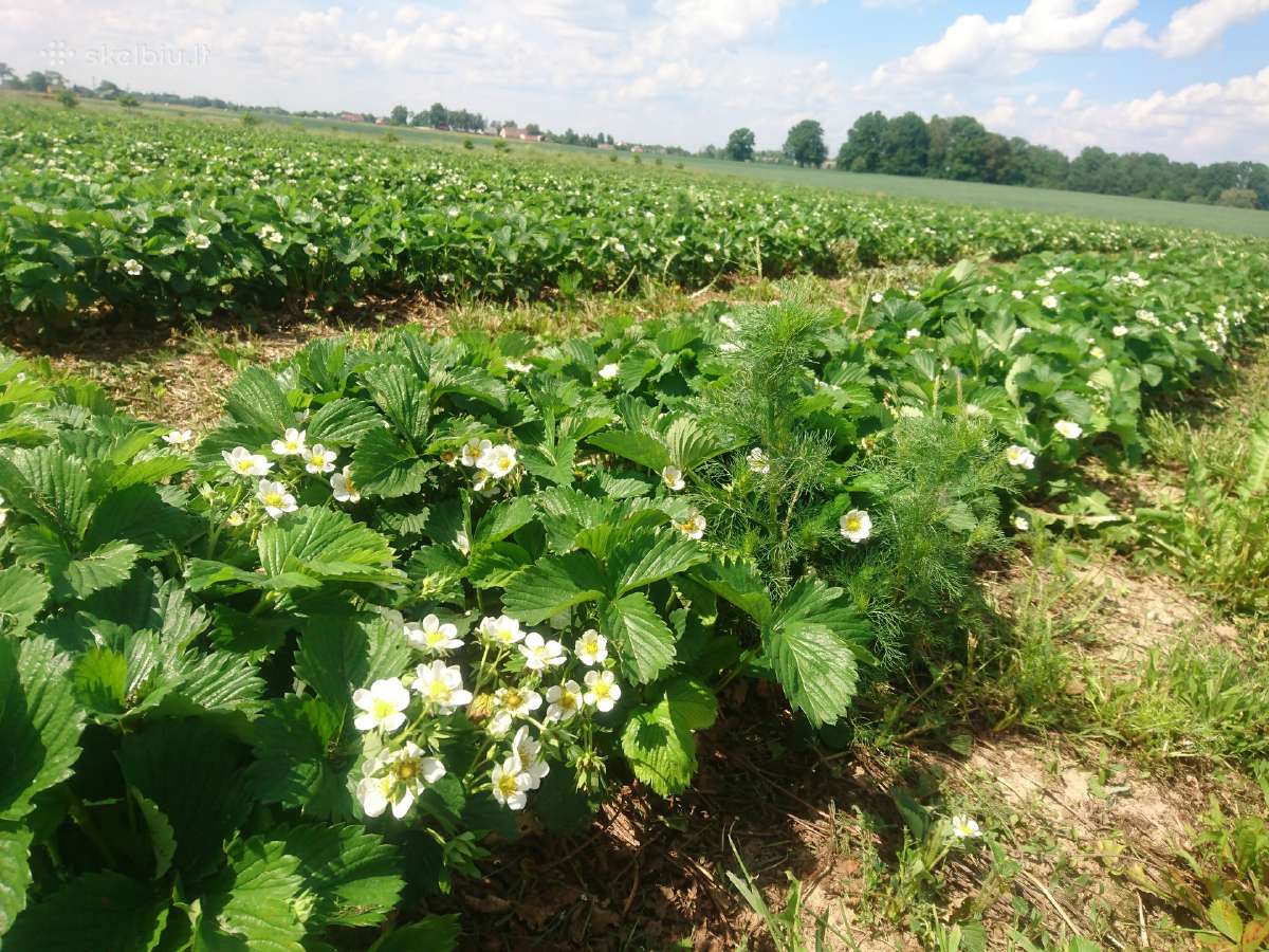Braškių Daigai rudeniui! Siunčiame! - nuotraukos Nr. 13