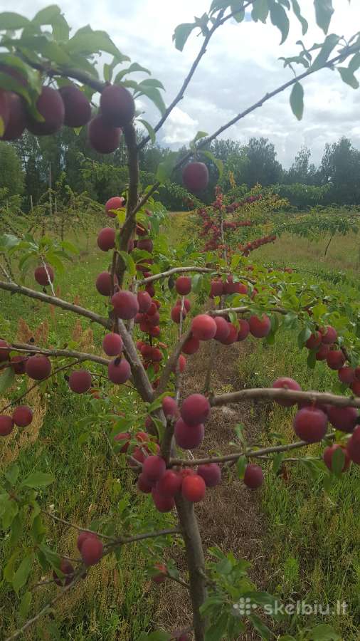 Amšiejaus Juozo vaismedžių, vaiskrūmių medelynas - nuotraukos Nr. 23