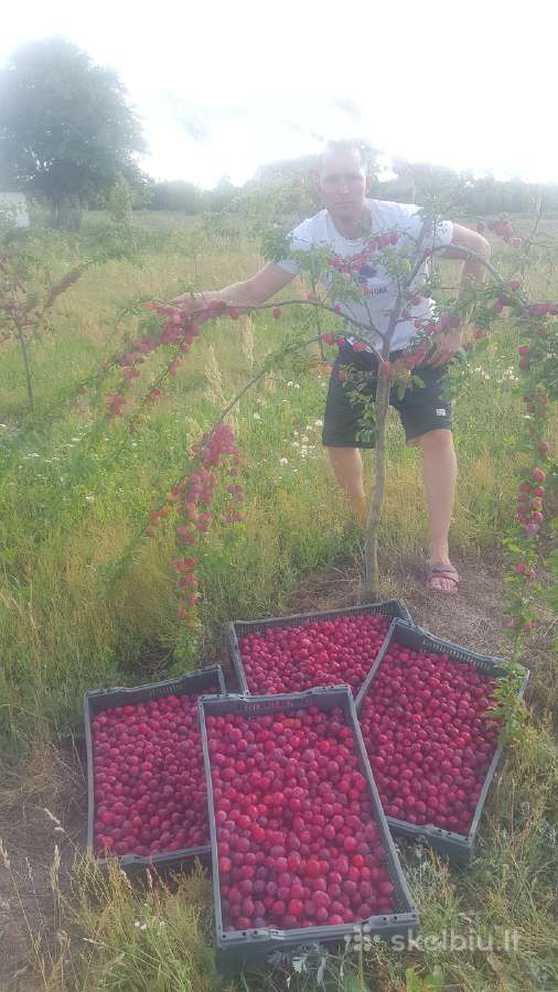 Amšiejaus Juozo vaismedžių, vaiskrūmių medelynas - nuotraukos Nr. 24